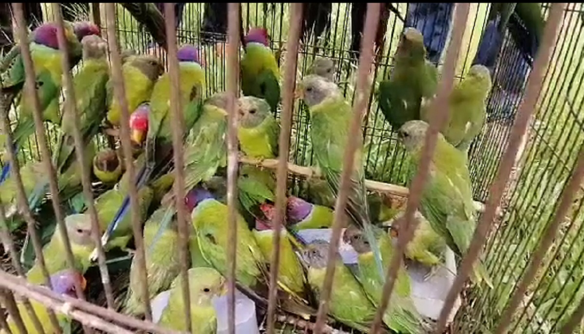 ৬৫১টি মুনিয়া-তোতা-ঘুঘু উদ্ধার