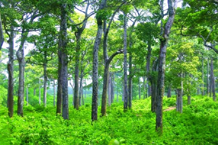 বঙ্গবন্ধুর জন্মশতবার্ষিকীতে ১ কোটি গাছ লাগানো হবে