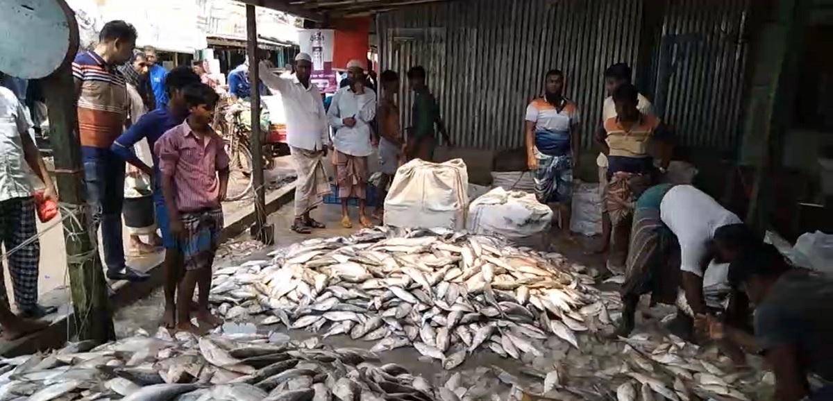 রুট পরিবর্তন: সাগরে থাকলেও নদীতে ইলিশ নাই