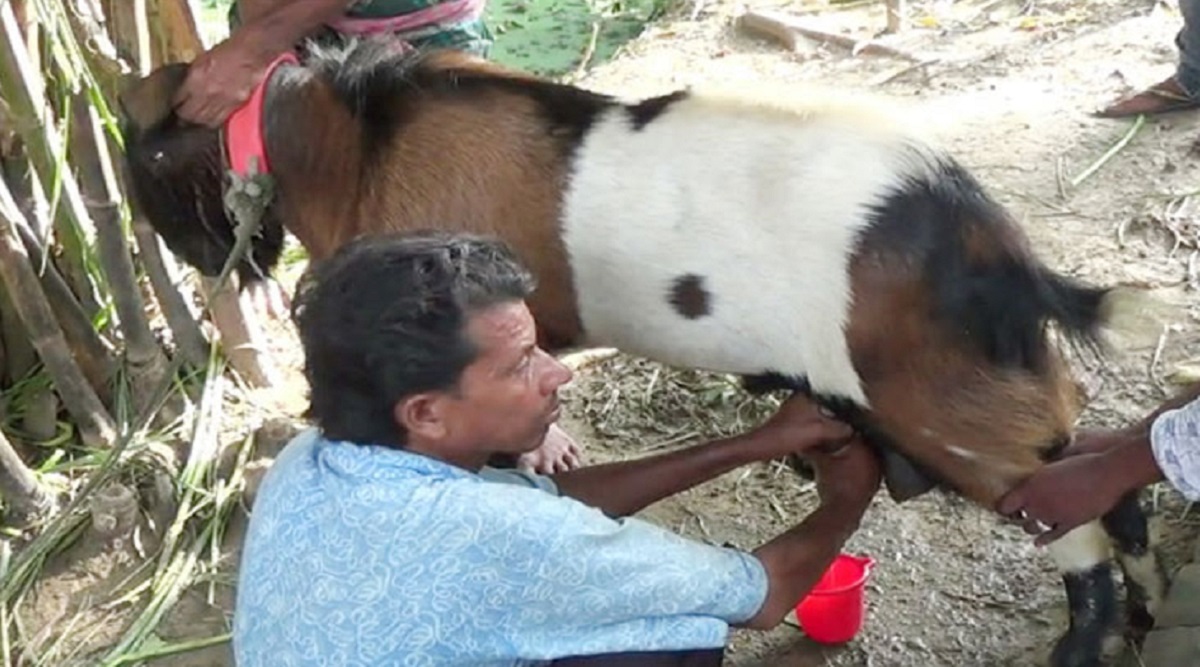 প্রতিদিন হাফ লিটার দুধ দেয় পাঠা!