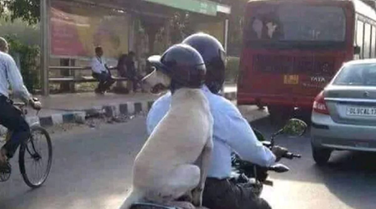 হেলমেট পরে রাস্তায় কুকুর