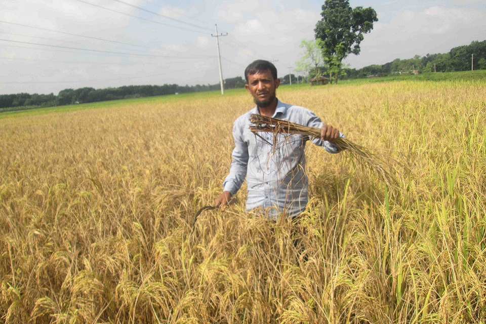 ঝিনাইদহে ধানক্ষেতে কারেন্ট পোকার আক্রমণ