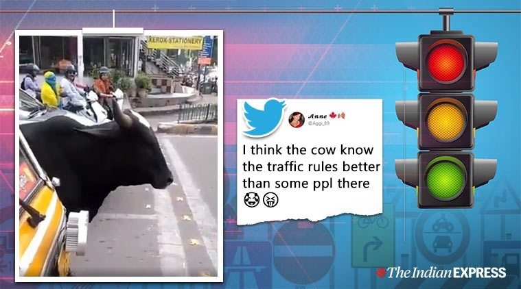 ট্রাফিক সিগনালে দাঁড়িয়ে সবুজ বাতির অপেক্ষা করলো গরুটি!