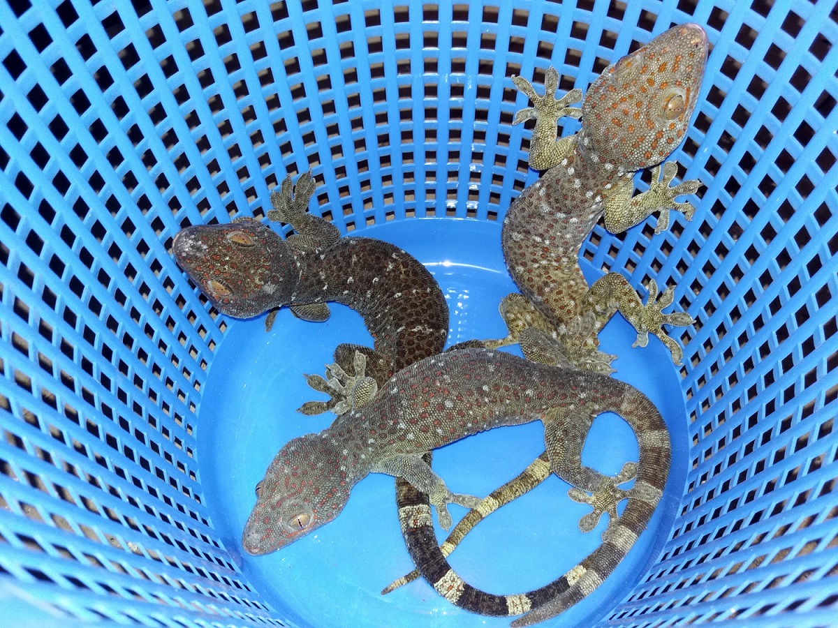 চাটমোহরে ৩টি তক্ষক উদ্ধার