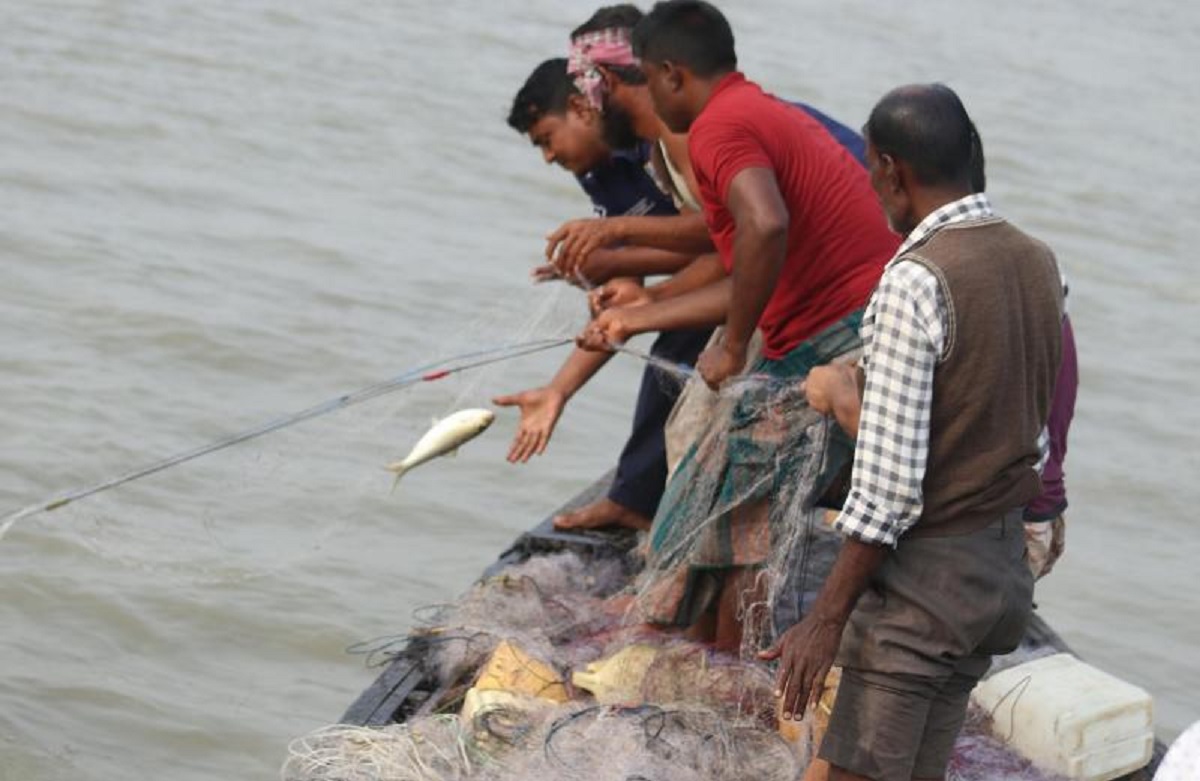 নিষেধাজ্ঞা উঠে যাওয়ার পর চলছে ইলিশ শিকার