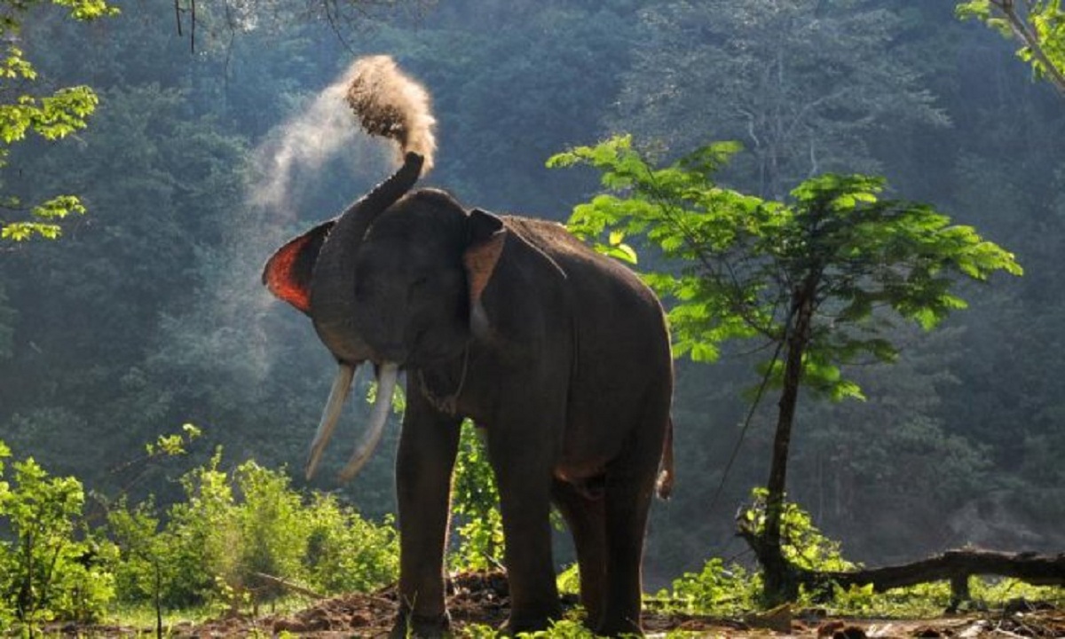 মিয়ানমারে পাহাড় নিধন; নদী সাঁতরে টেকনাফে মা হাতি