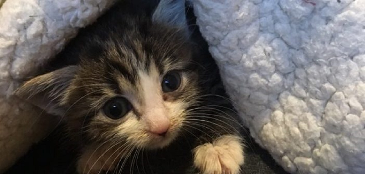 রক্ত দিয়ে বিড়ালের জীবন বাঁচাল কুকুর!