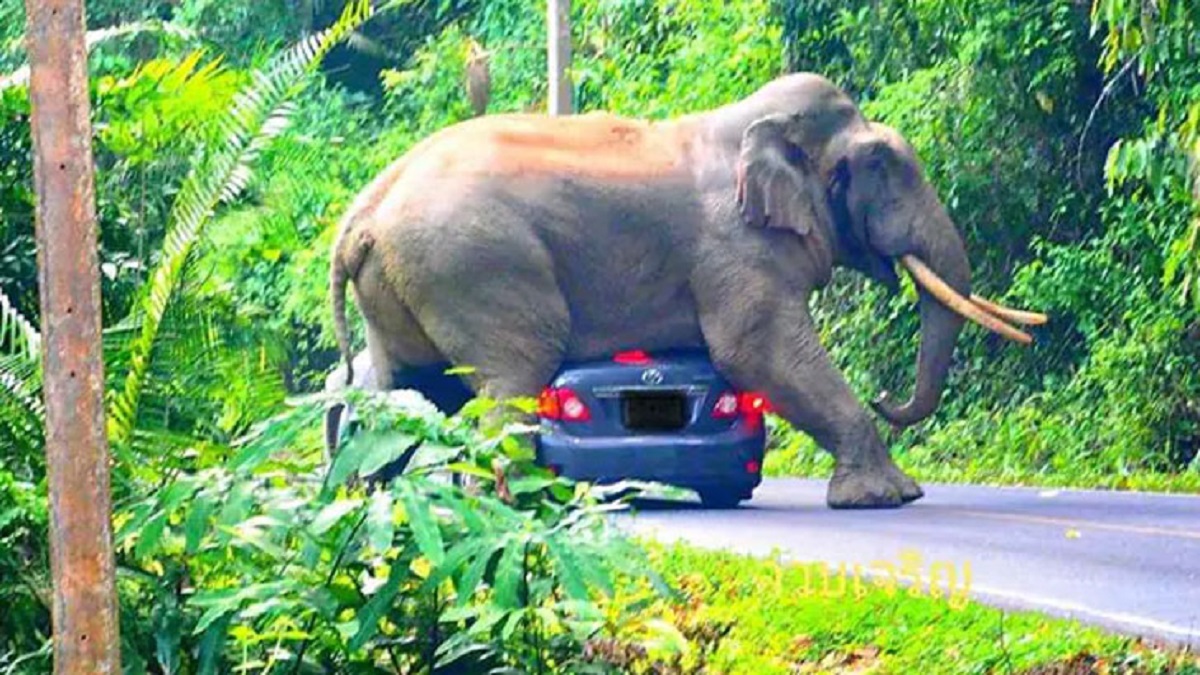 চলন্ত গাড়ির উপর চেপে বসছে হাতি! যা করলেন গাড়ির চালক