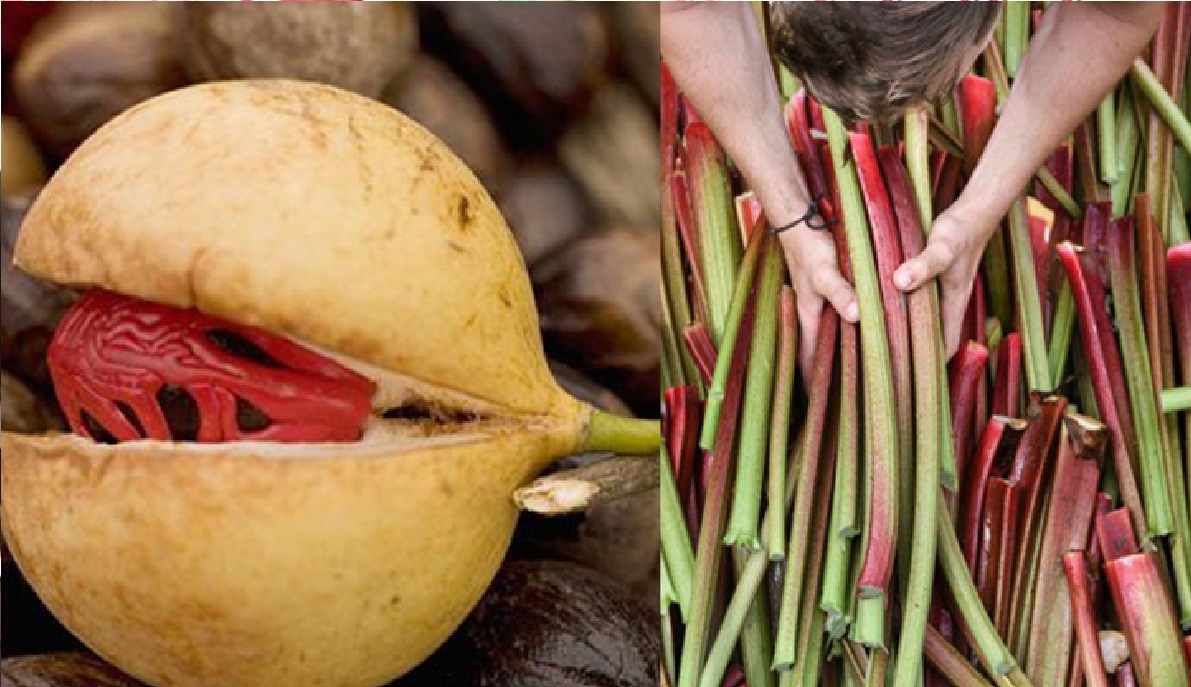 যে ৫ খাবারে অসুস্থতা থেকে হতে পারে মৃত্যু!