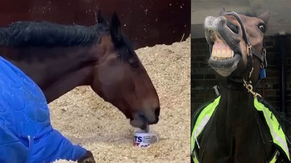 সকালে চা না খেলে ঘুমই ভাঙে না ঘোড়ার!