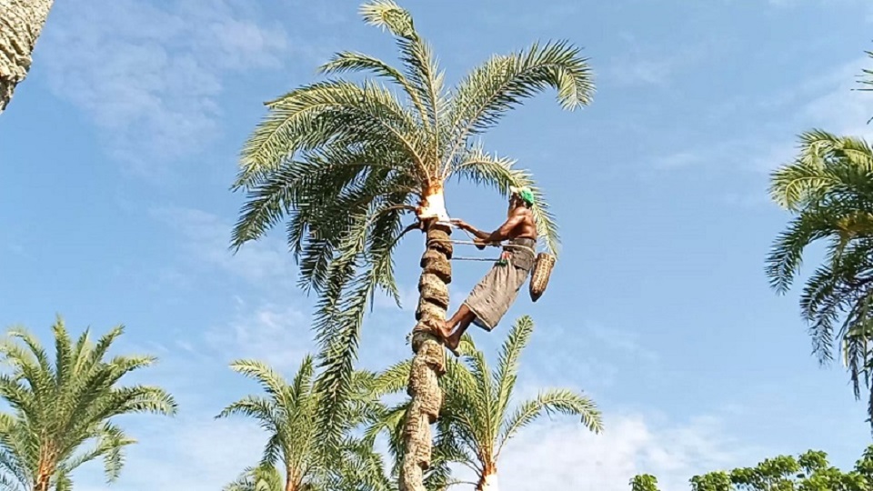 খেঁজুর রস সংগ্রহে ব্যস্ত যশোরের গাছিরা