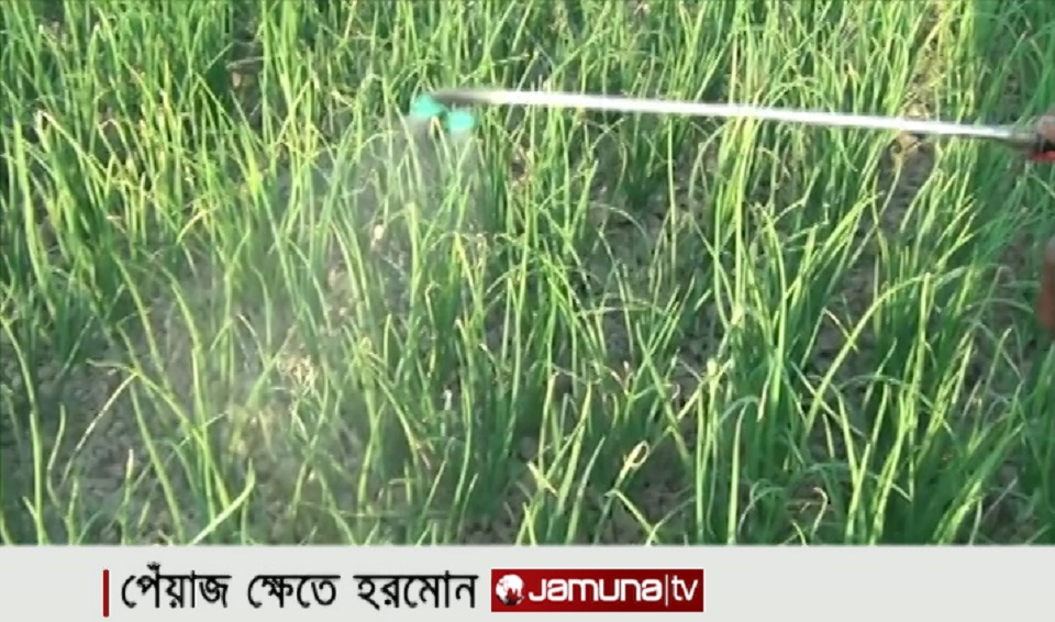 দ্রুত তোলার আশায় কীটনাশক প্রয়োগে ক্ষেতেই পচতে শুরু করেছে পেঁয়াজ