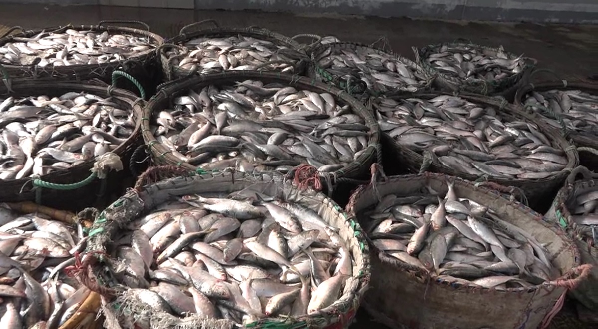 চাঁদপুরে ২ হাজার ৪শ কেজি জাটকা জব্দ