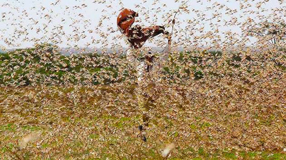 পশ্চিম আফ্রিকার দেশগুলোতে এখন আতঙ্কের নাম পঙ্গপাল