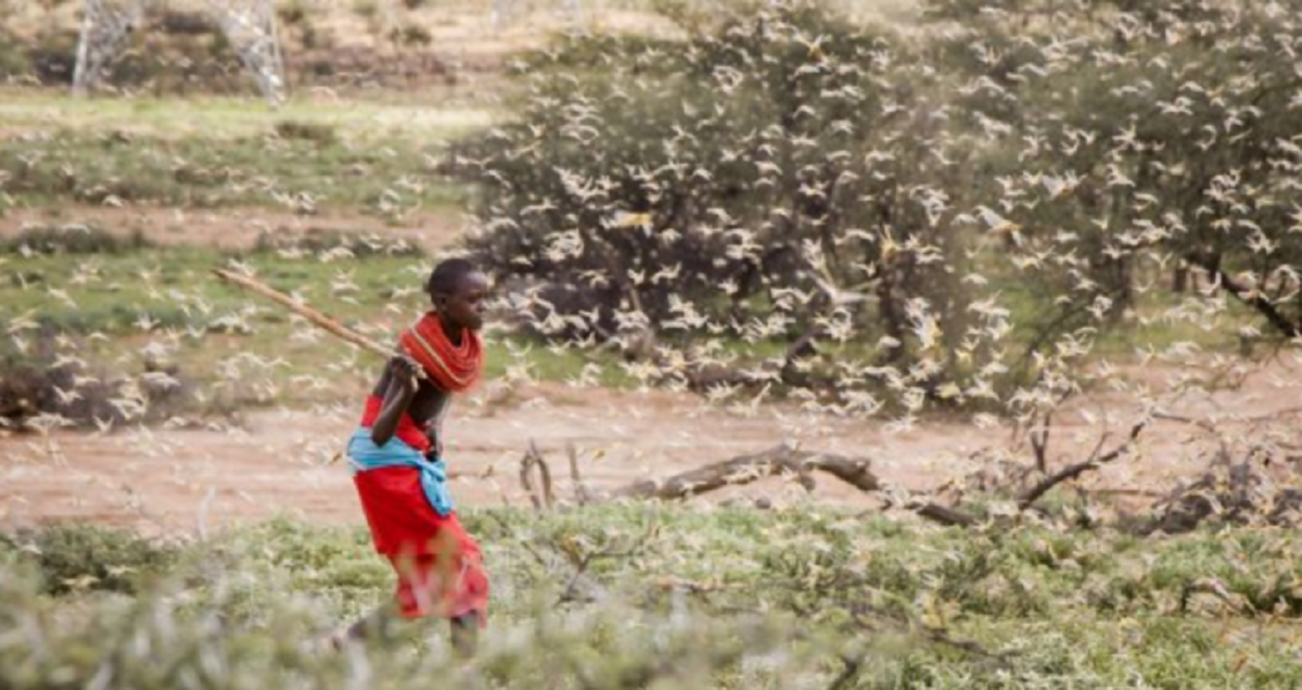 পঙ্গপালে খাচ্ছে মানুষের খাবার