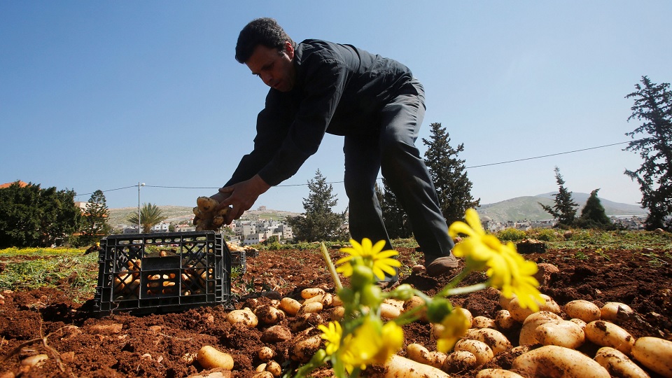 আগ্রাসনের পাশাপাশি বাণিজ্যযুদ্ধ জড়াচ্ছে ইসরায়েল: ফিলিস্তিনি কৃষিমন্ত্রী