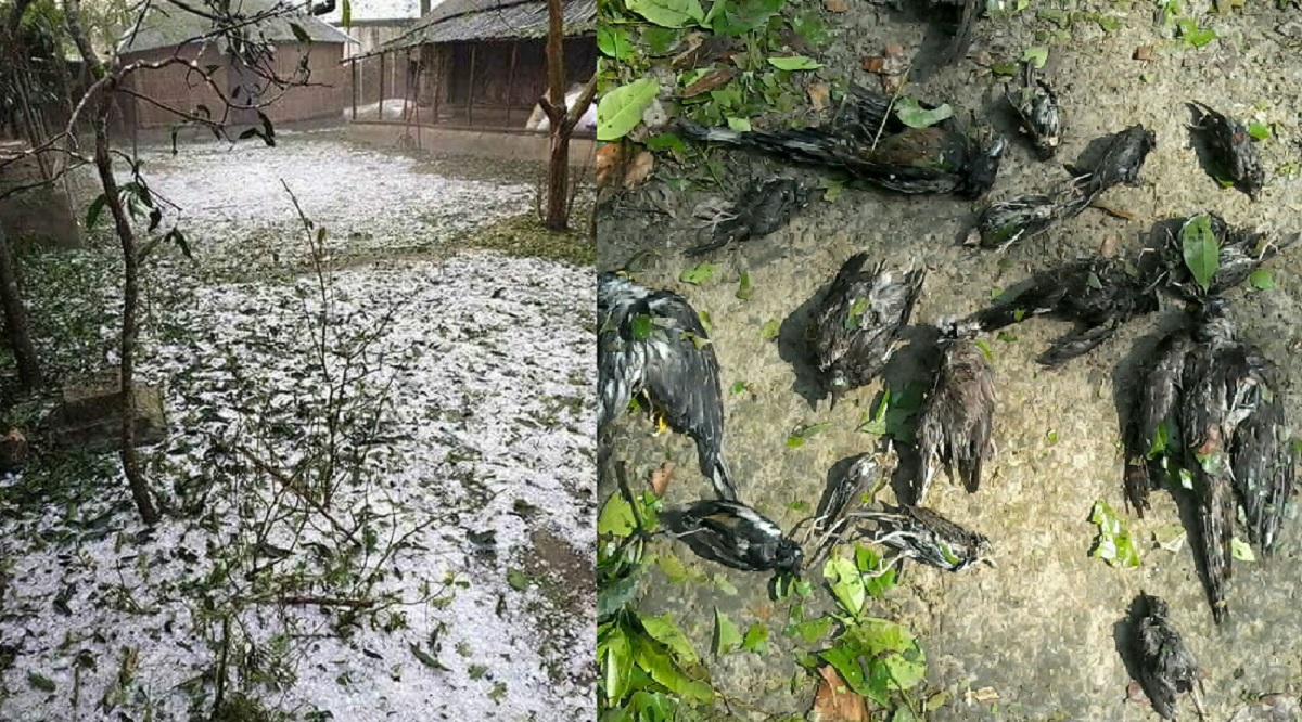 মাগুরায় শিলা বৃষ্টি, ব্যাপক ক্ষয় ক্ষতি