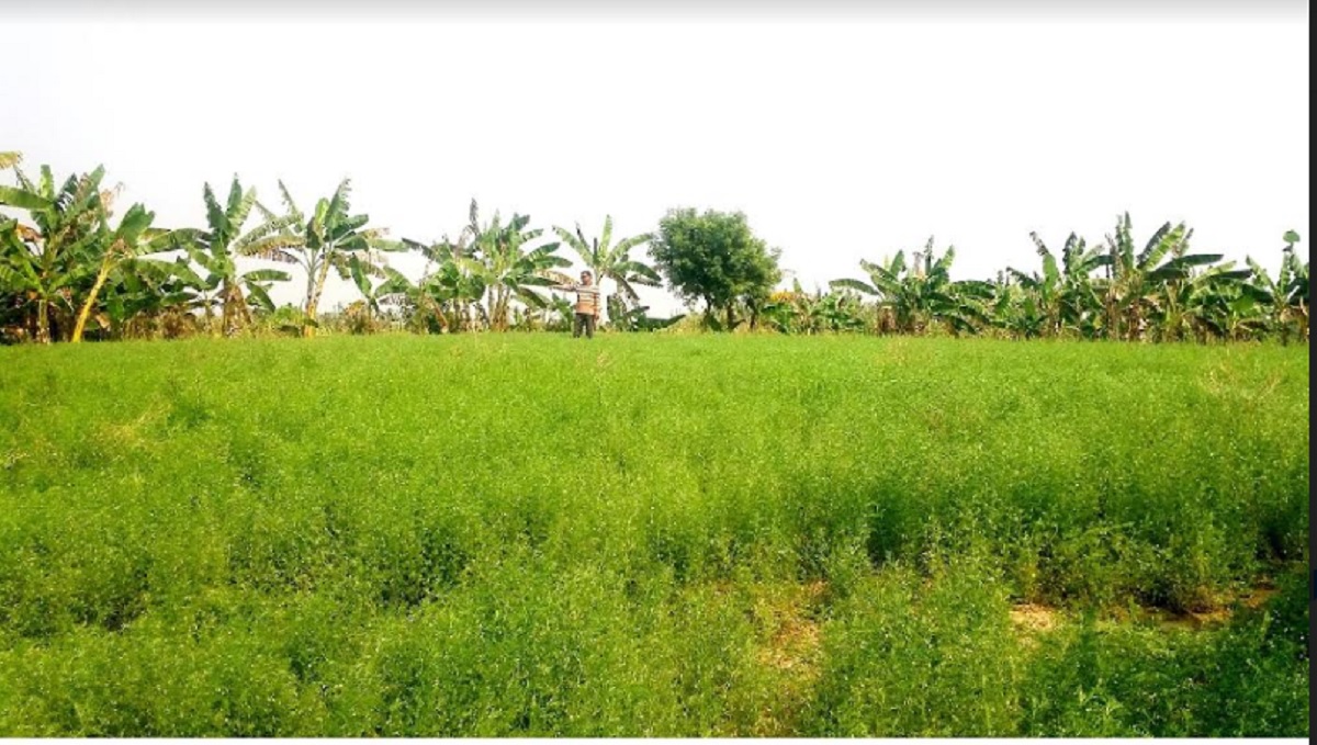 কোটচাঁদপুরের যে গ্রামে মানুষ থাকে না!