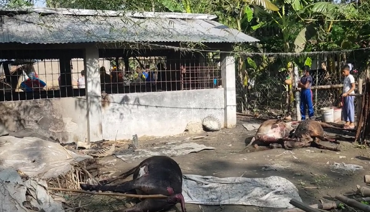 ঝিনাইদহে অগ্নিকাণ্ডে ৪ গরুর মৃত্যু, দগ্ধ আরও ৫