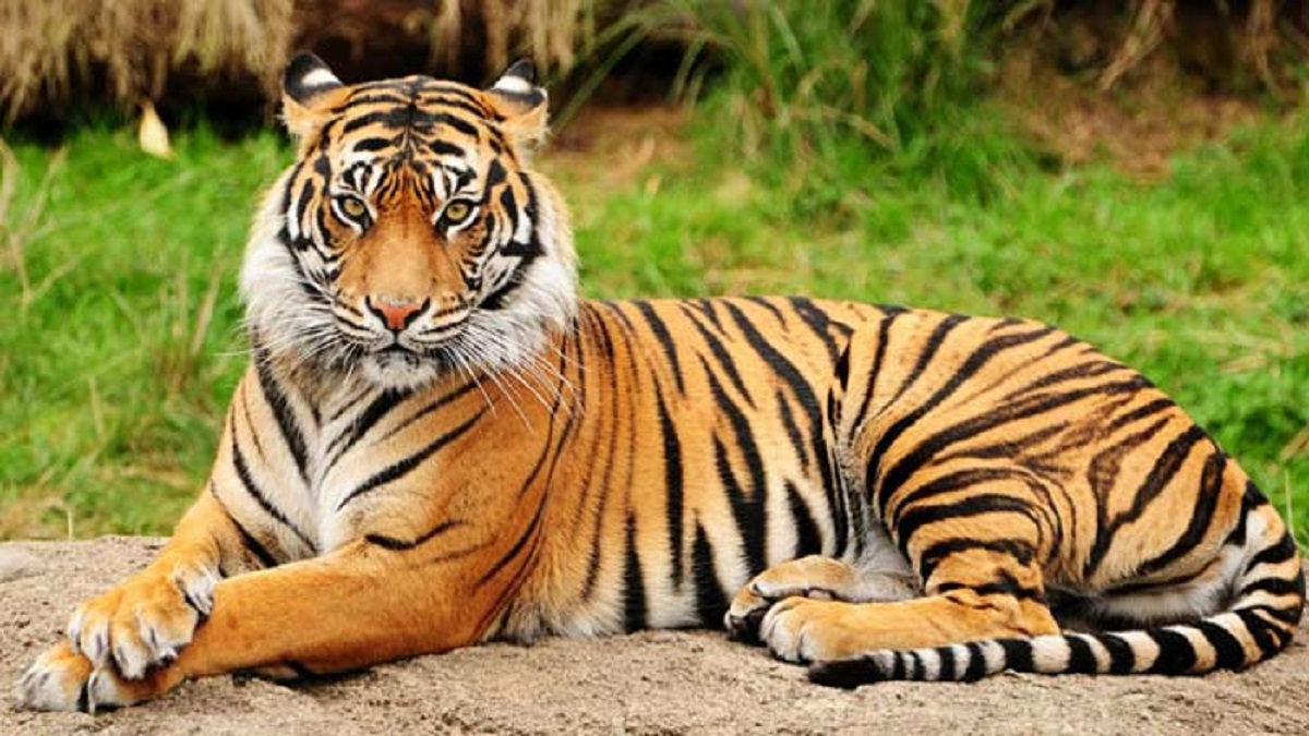 নিউইয়র্কে এবার বাঘও করোনায় আক্রান্ত!