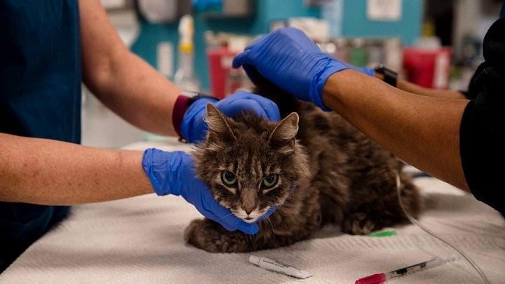 পোষা বিড়ালের শরীরে করোনা শনাক্ত