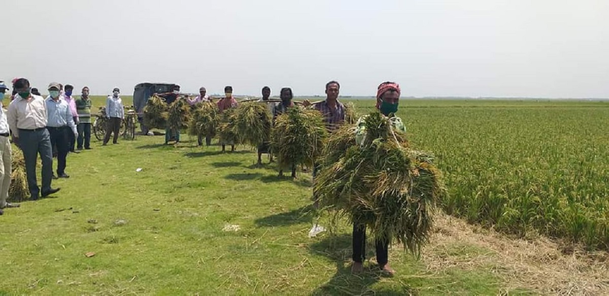 শ্রমিক সংকটে হুমকীতে হাওরের আড়াই লক্ষ মেট্রিকটন বোরো ধান