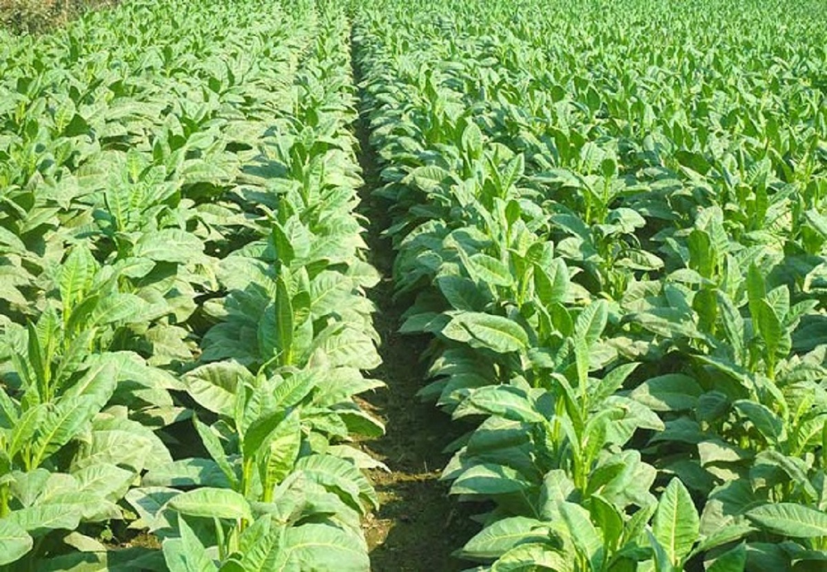 তামাক গাছ থেকে তৈরি হচ্ছে করোনার ভ্যাকসিন