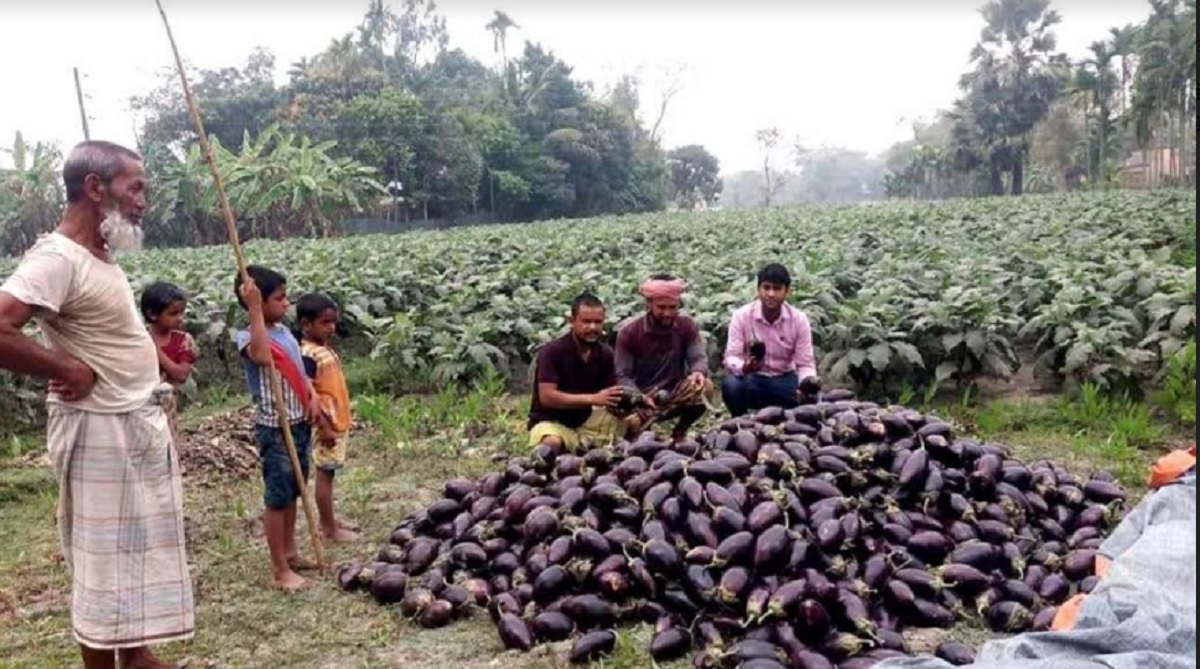 প্রতি মণ বেগুন মাত্র ১৫০ টাকা, বিপাকে কৃষক