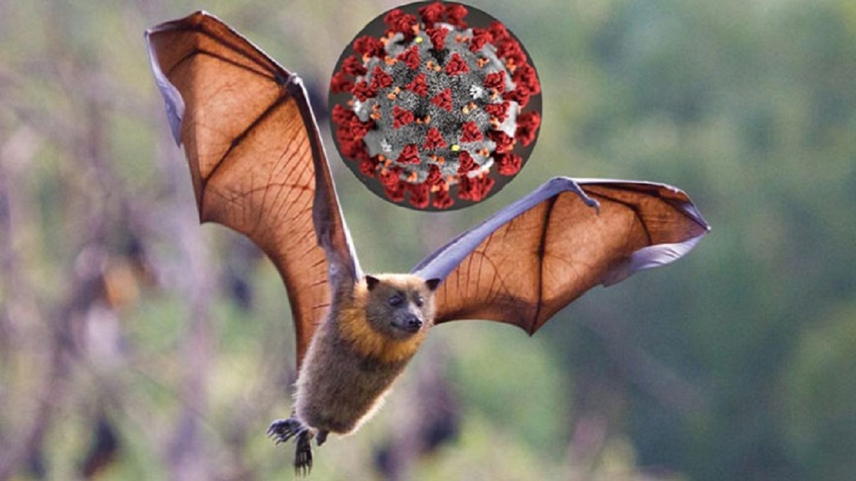 বাঁদুড়ের দেহে আরও ৬ ধরনের নতুন করোনাভাইরাসের সন্ধান!