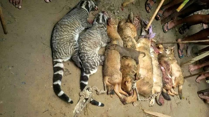 সিলেটে বন্যপ্রাণী পিটিয়ে হত্যার ঘটনায় ১০ জনের বিরুদ্ধে মামলা