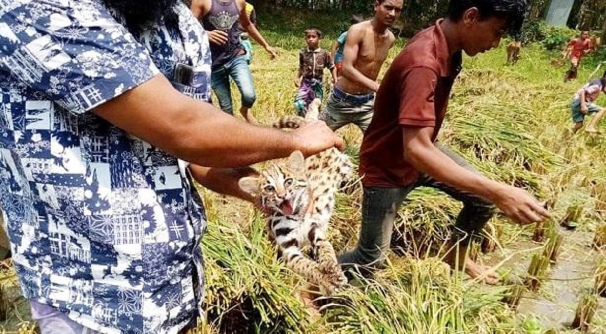লাকসামে ধানক্ষেতে মিললো ‘চিতাবাঘের’ তিন শাবক
