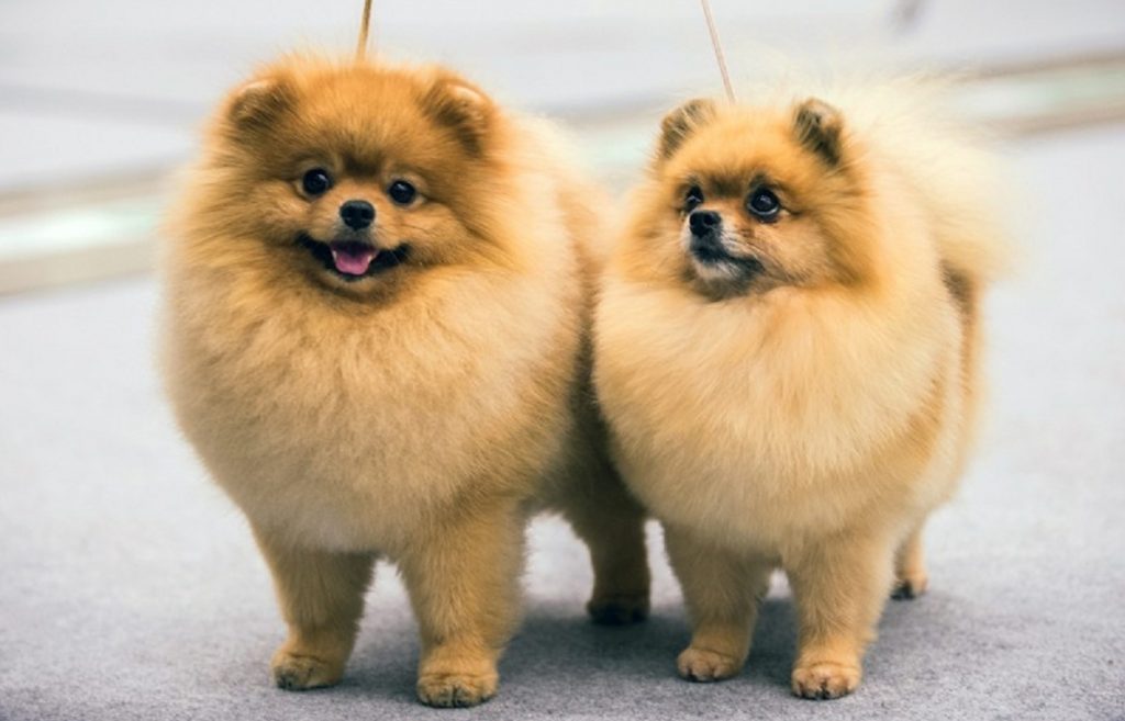 কুকুর থেকে মানুষে করোনা ছড়ায়?