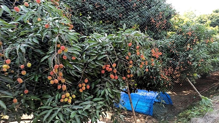 আম্পানে ২’শ কোটি টাকার লিচুর ক্ষতি