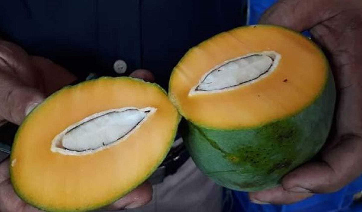 অপরিপক্ক ৫০ টন আম জব্দ ৩০ লাখ টাকা জরিমানা