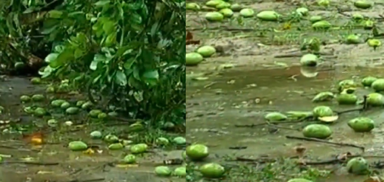 আমের ওপর আম্পানের থাবা আমের ওপর আম্পানের থাবা