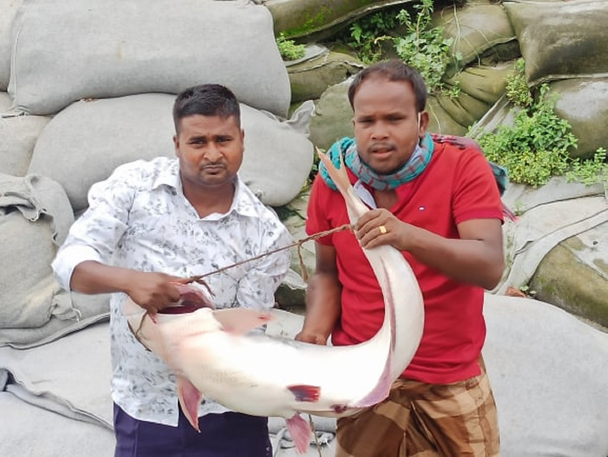 পদ্মায় ধরা পড়েছে ১৭ কেজির পাঙ্গাস