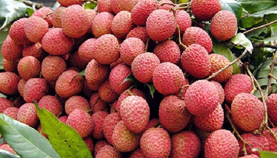 ওজন কমাতে কি লিচু সাহায্য করতে পারে?