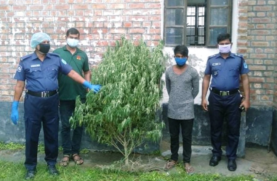 সালথায় গাঁজার গাছসহ একজন আটক