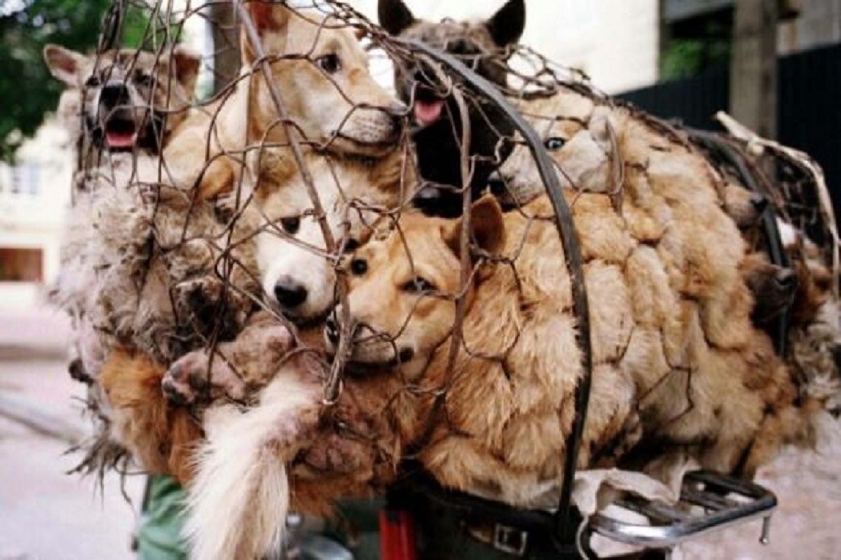 করোনার মধ্যেই চীনে এবারও কুকুর খাওয়ার উৎসব!