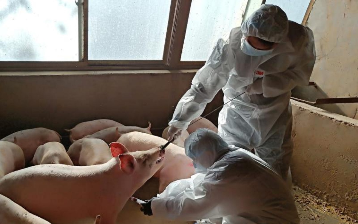 নতুন ফ্লু ভাইরাসের সন্ধান মিলেছে চীনে নতুন ফ্লু ভাইরাসের সন্ধান মিলেছে চীনে