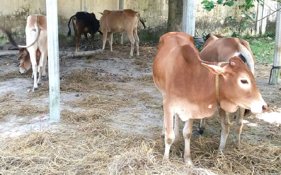 ভারতে বাড়ি বাড়ি গিয়ে গোবর কিনবে সরকার