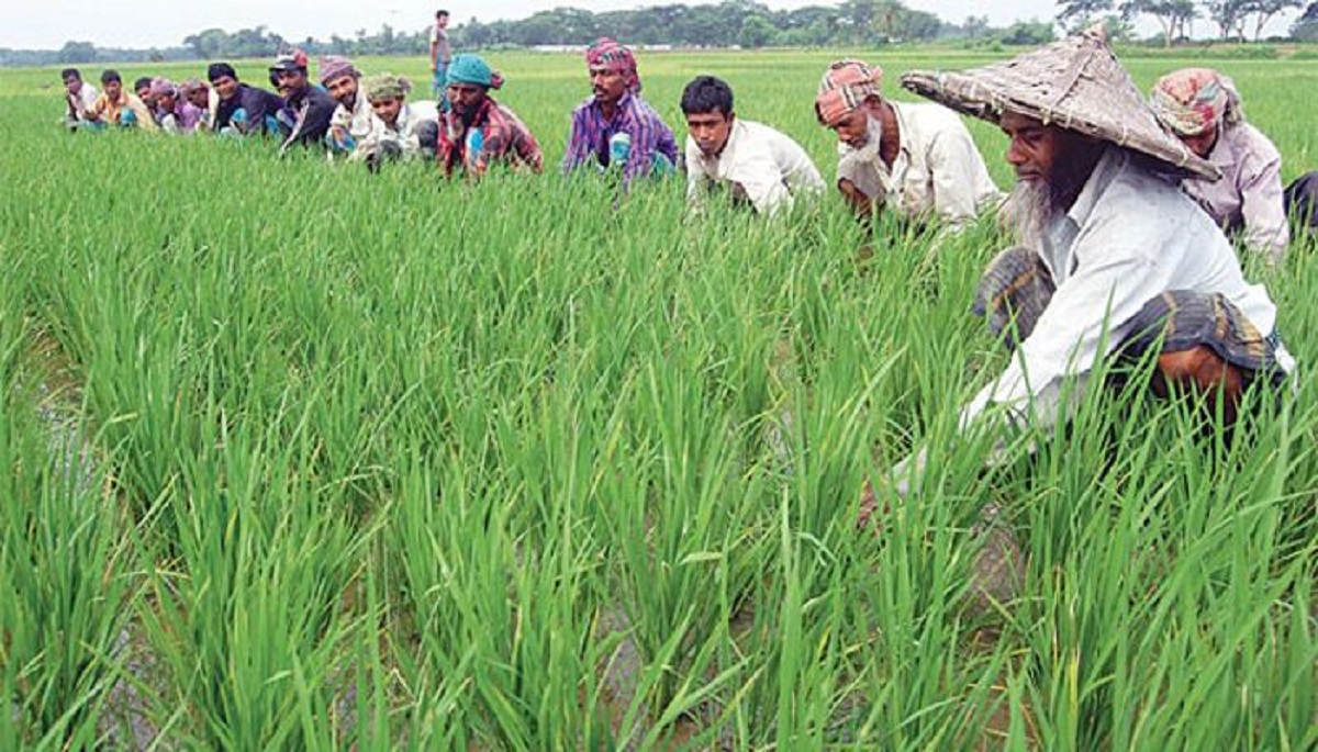 করোনায় কৃষিখাতে ক্ষতি হয়েছে ৫৬ হাজার কোটি টাকা