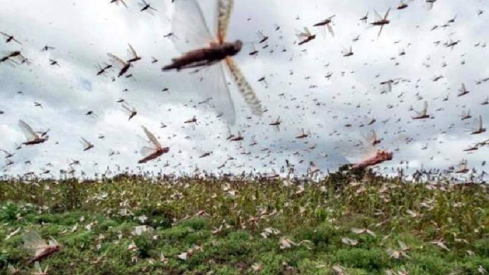 এবার পঙ্গপালের উপদ্রব শ্রীলঙ্কায়