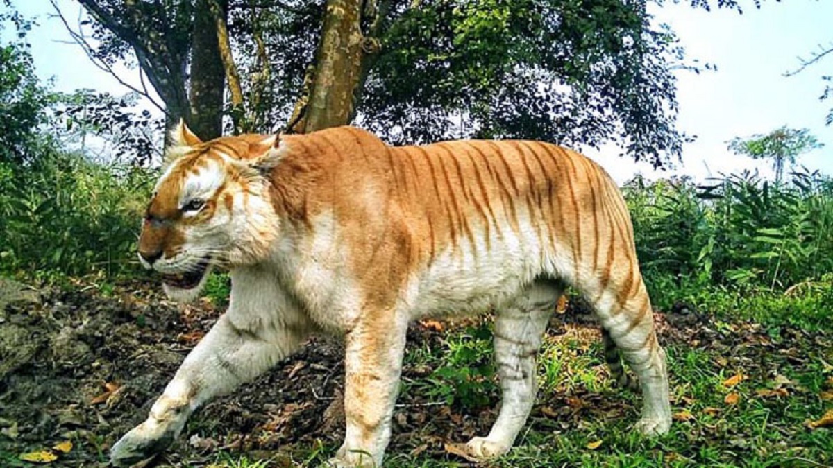 বিশ্বে একটি মাত্র বনে আছে সোনালি বাঘ!