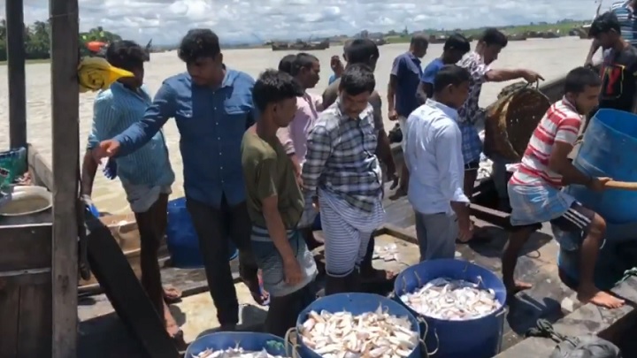 উৎসবের আমেজে কক্সবাজারের মৎস্যঘাট, ধরা পড়ছে প্রচুর ইলিশ