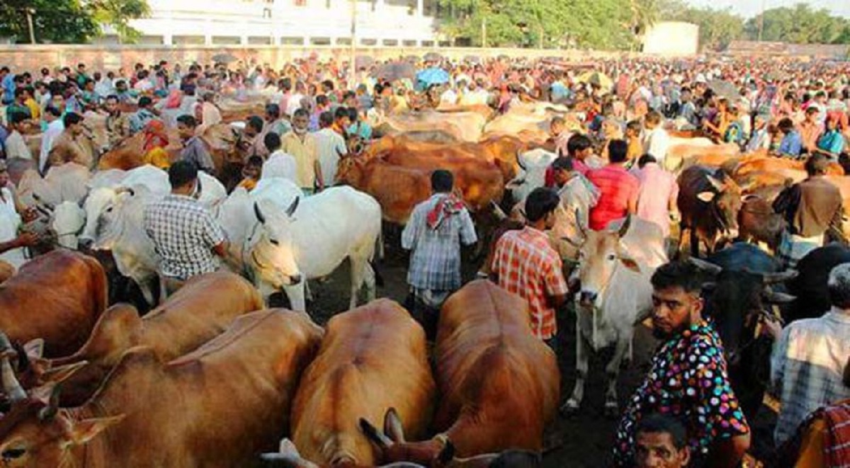 ঈদুল আজহা উপলক্ষে ঢাকা উত্তরে বসবে ৬টি পশুর হাট