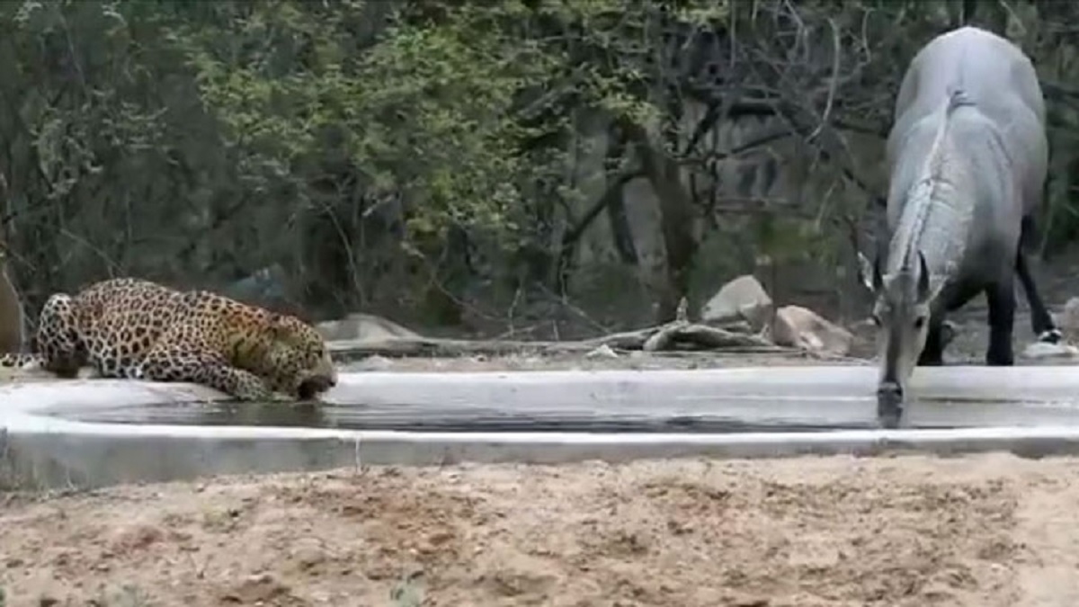 এক ঘাটে পানি খাচ্ছে বাঘ-গরু, ভিডিও ভাইরাল