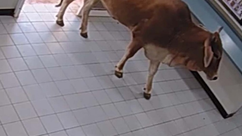 থানায় গরু, ‘গ্রেফতার’ এড়াতে পালিয়ে বাঁচল!