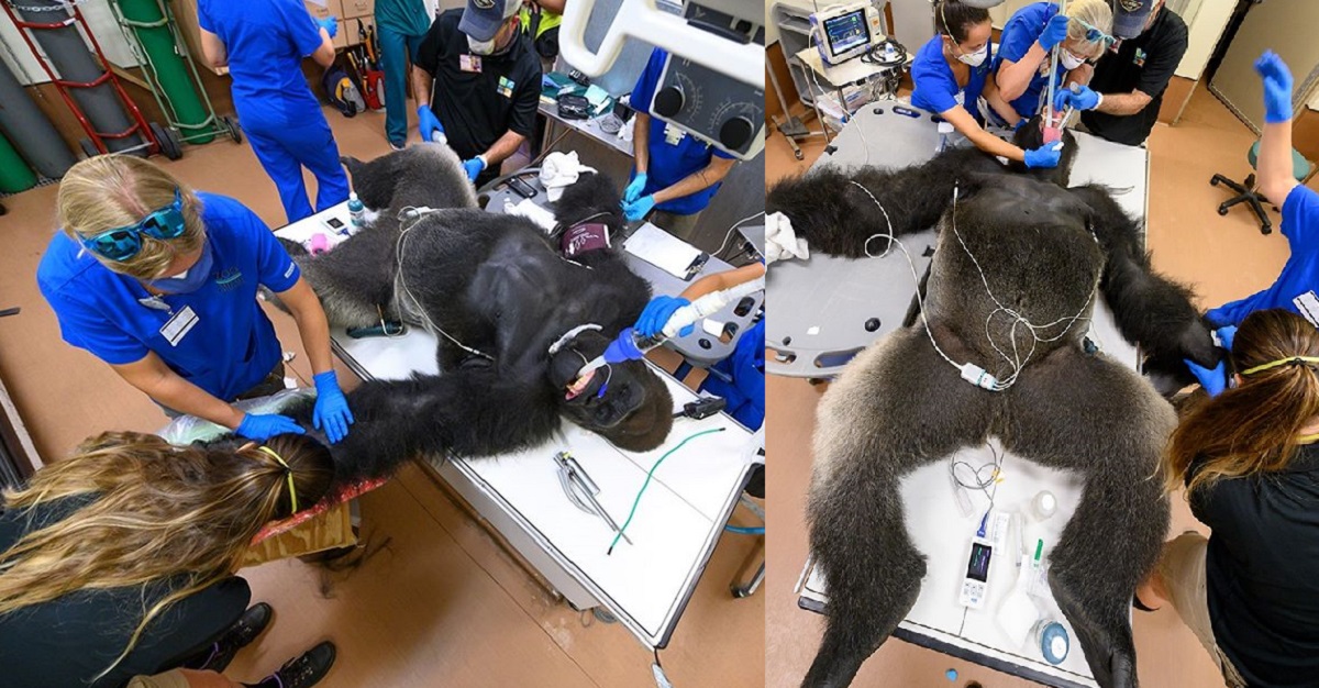 গরিলার করোনা টেস্ট, ছবি ভাইরাল