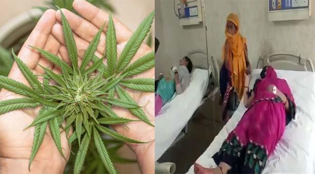 গাঁজাকে মেথি শাক মনে করে রান্না করে খেলো পরিবার, অতঃপর…